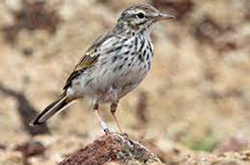 berthelots pipit