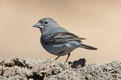 blue chaffinch