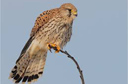 falco tinnunculus canariensis